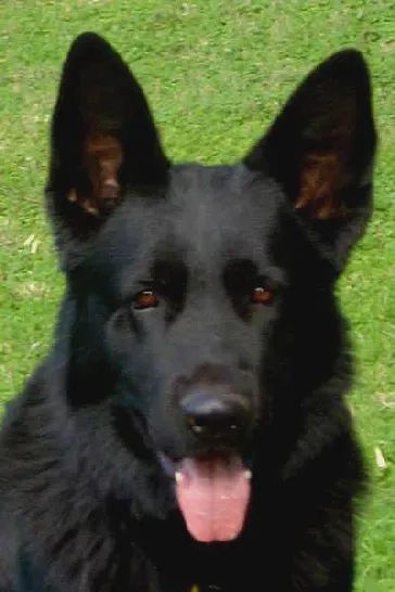 Grunenfeld German Shepherds Picture 1