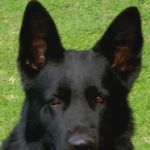 Grunenfeld German Shepherds