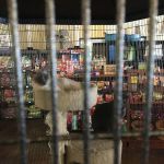 Natural Instincts Healthy Pet Center