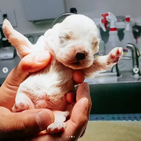 Rancho Sequoia Veterinary Hospital Picture 2