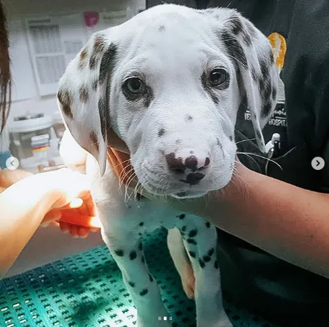 Rancho Sequoia Veterinary Hospital Picture 10