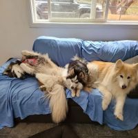 Agoura Animal Clinic ico