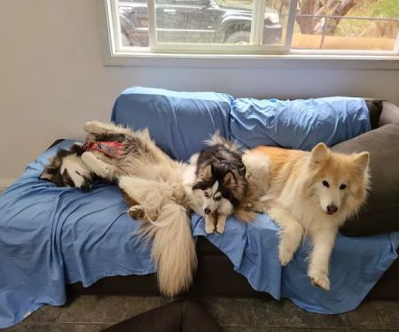 Agoura Animal Clinic