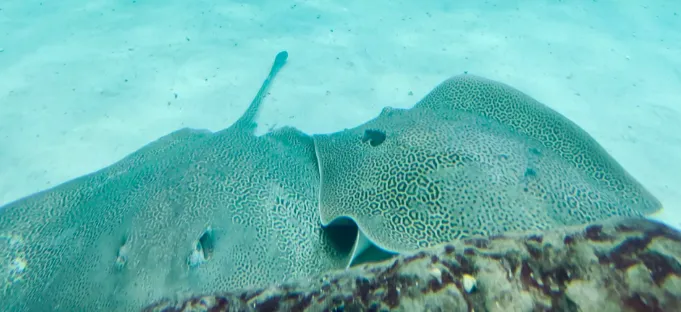 Ray Aquarium Picture 5