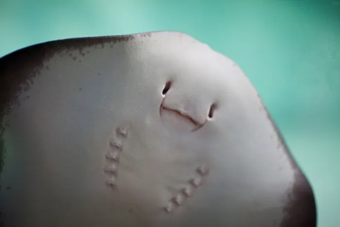 Ray Aquarium Picture 1