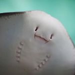 Ray Aquarium