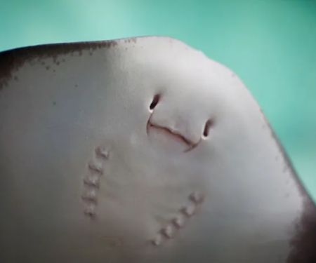 Ray Aquarium