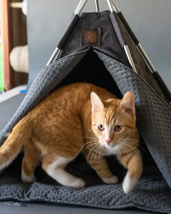 Petnah Luxury Pet Products Picture 1