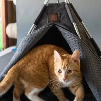 Petnah Luxury Pet Products ico