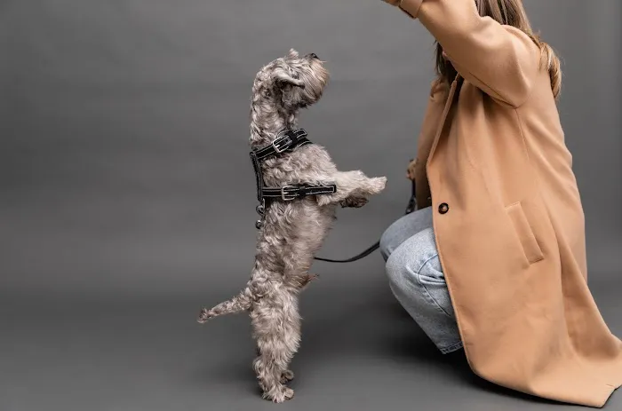 Petnah Luxury Pet Products Picture 5
