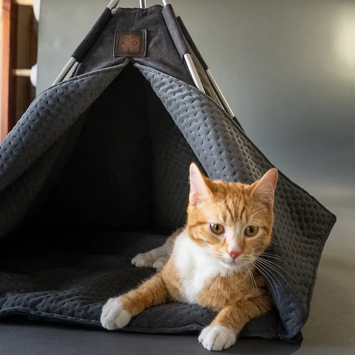 Petnah Luxury Pet Products Picture 2