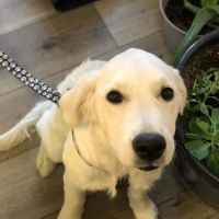 Calabasas Animal Clinic ico
