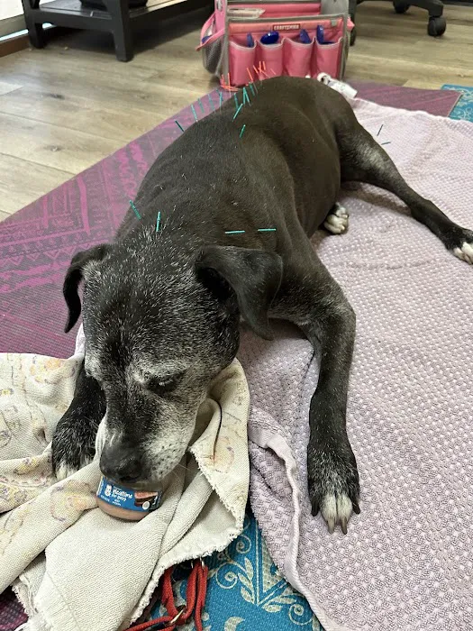 Calabasas Animal Clinic Picture 2