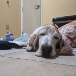 Calabasas Animal Clinic & Holistic Veterinary Center