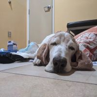 Calabasas Animal Clinic & Holistic Veterinary Center ico