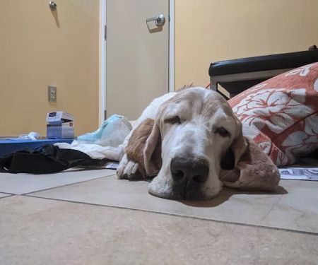 Calabasas Animal Clinic & Holistic Veterinary Center