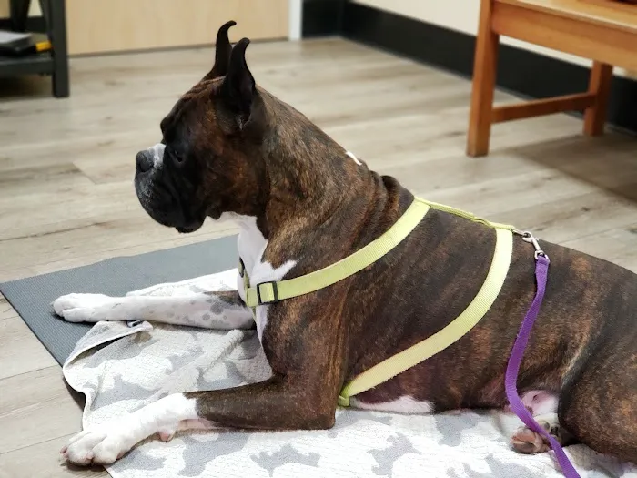Calabasas Animal Clinic & Holistic Veterinary Center Picture 6