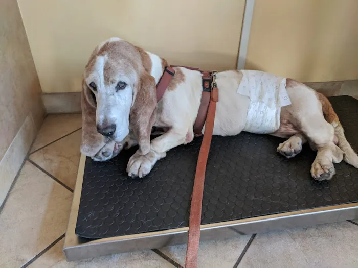 Calabasas Animal Clinic & Holistic Veterinary Center Picture 2