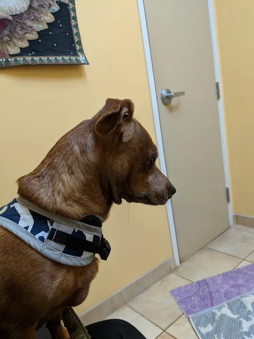 Calabasas Animal Clinic & Holistic Veterinary Center Picture 8