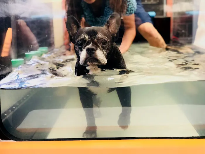 Calabasas Animal Clinic & Holistic Veterinary Center Picture 7