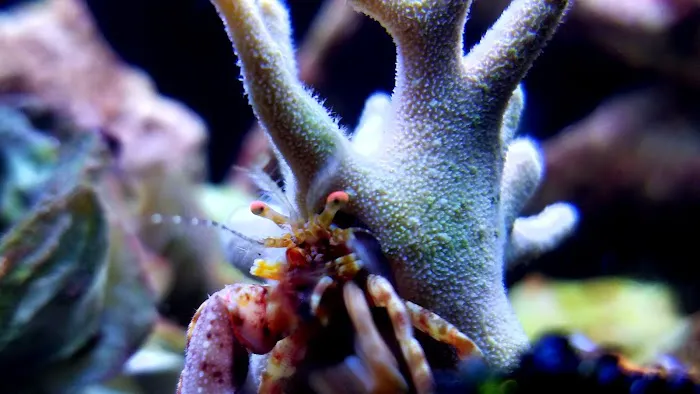 San Diego Aquarium Cleaning Picture 1