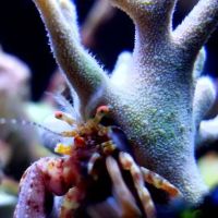 San Diego Aquarium Cleaning ico