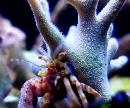 San Diego Aquarium Cleaning