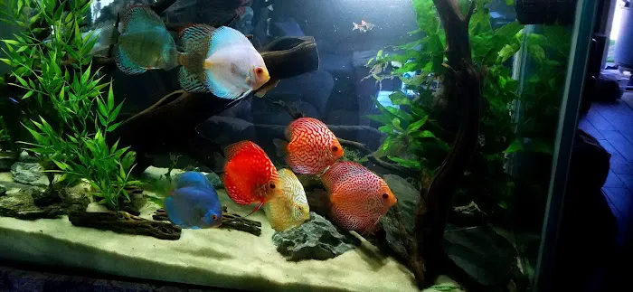 San Diego Aquarium Cleaning Picture 9