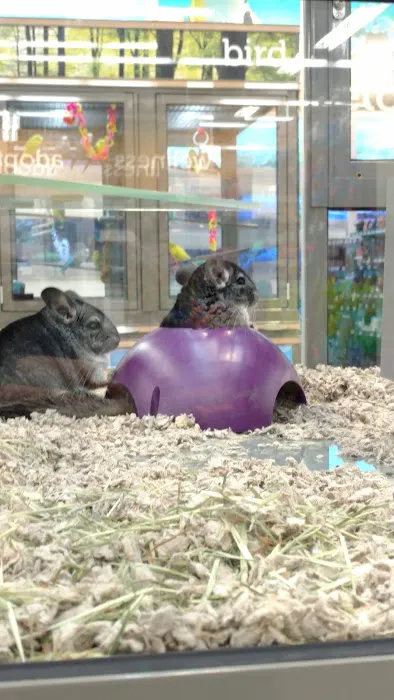 Petco Picture 5