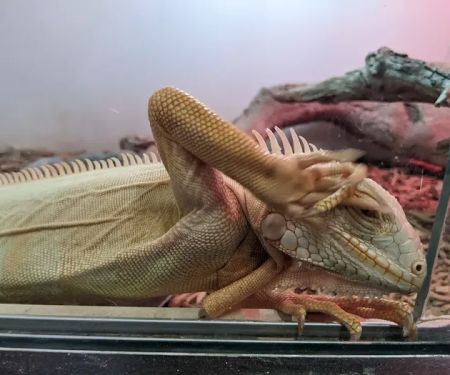 Pet Kingdom