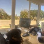 Mountain View Animal Hospital