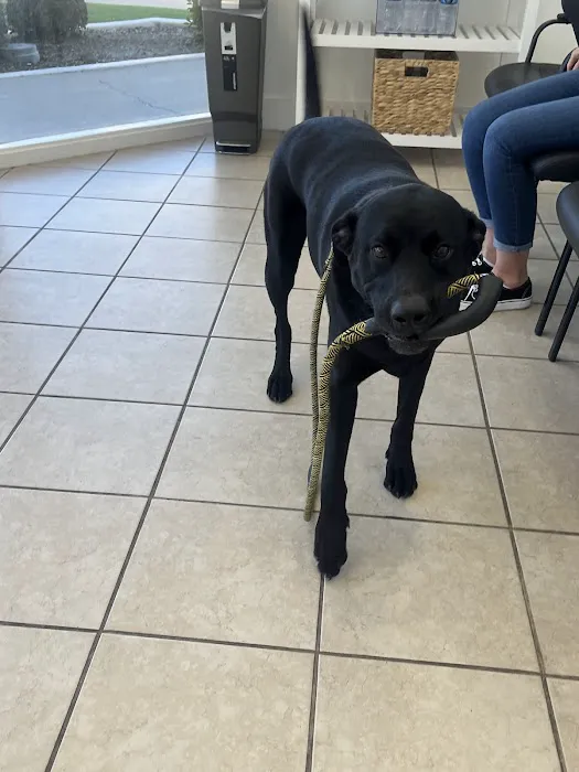 Mountain View Animal Hospital Picture 7