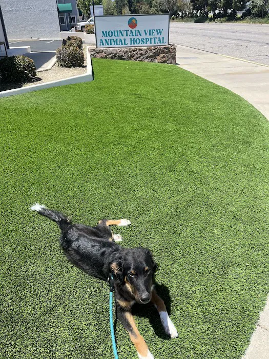 Mountain View Animal Hospital Picture 6