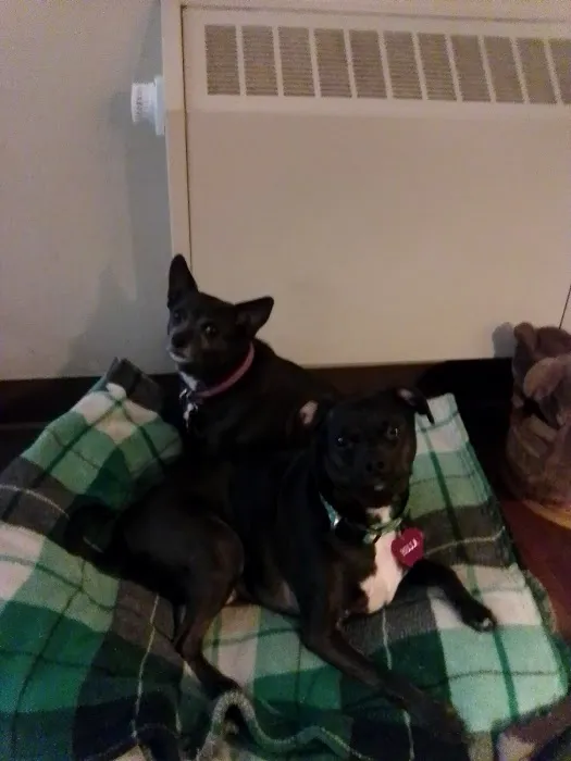 Unleashed by Petco Picture 6