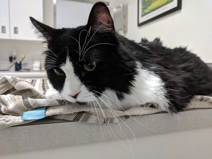 Park Animal Hospital Picture 4