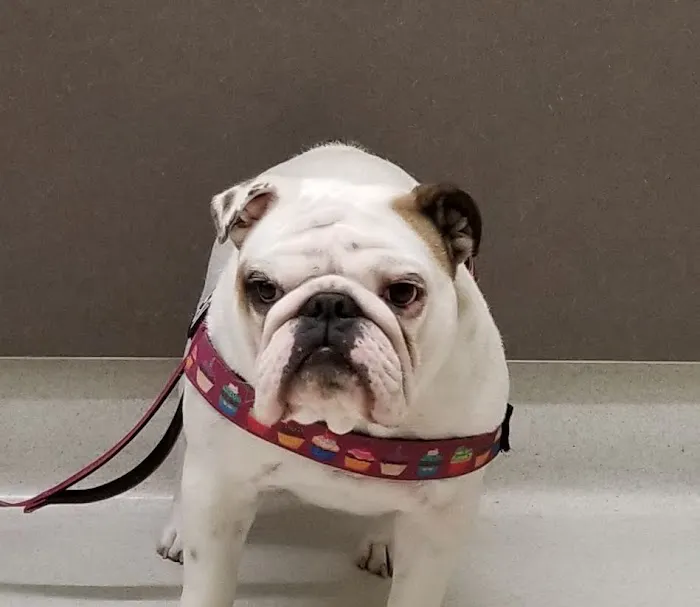 Park Animal Hospital Picture 10