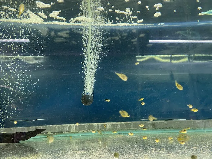 Pet Zone Tropical Fish Picture 3