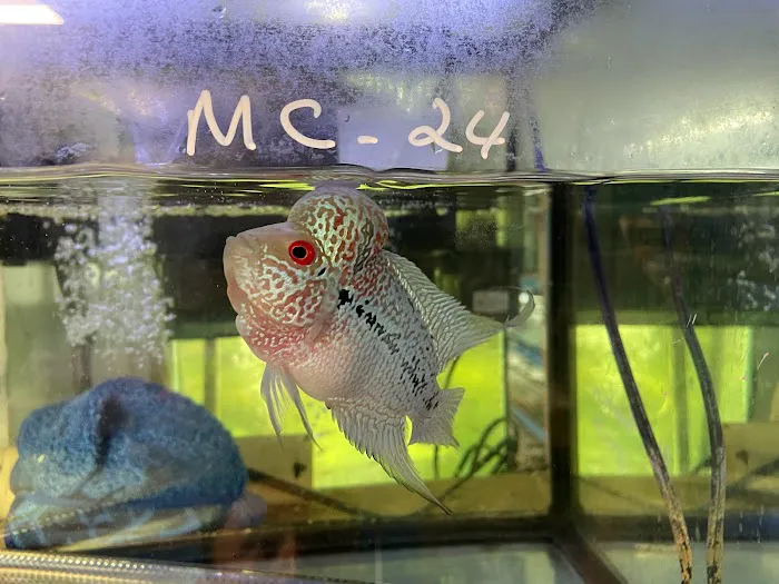 Pet Zone Tropical Fish Picture 2