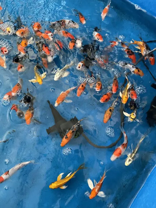 Pet Zone Tropical Fish Picture 4