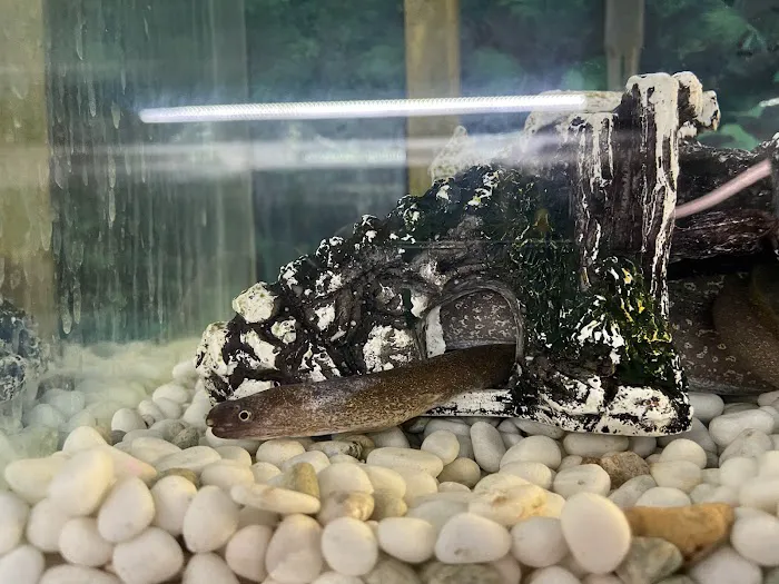 Pet Zone Tropical Fish Picture 7