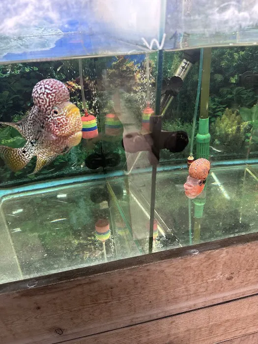 Pet Zone Tropical Fish Picture 9