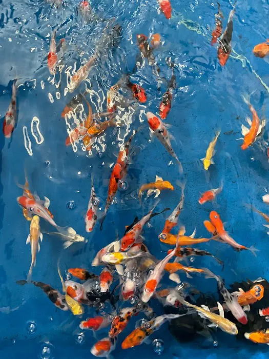 Pet Zone Tropical Fish Picture 10