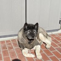 VetsASAP Mobile Veterinary Care ico