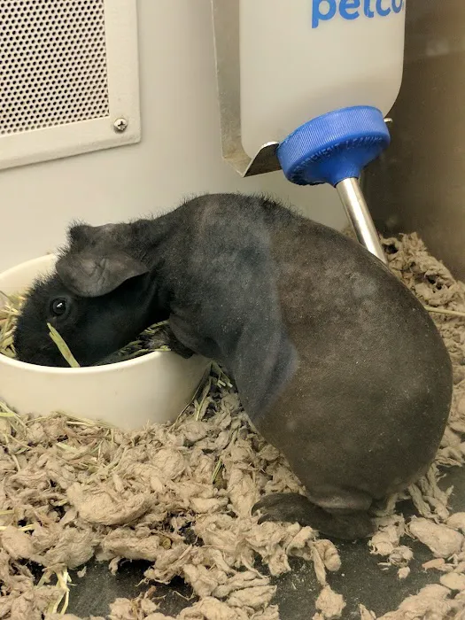 Petco Picture 10