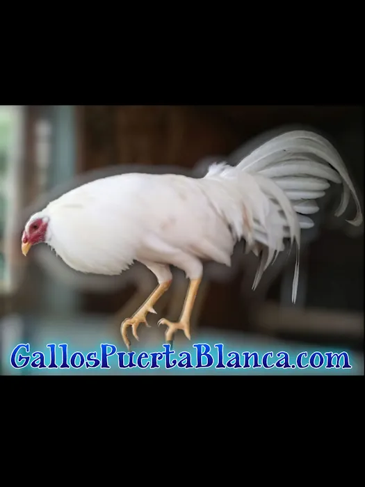 GallosPuertaBlanca Picture 1