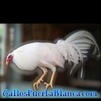GallosPuertaBlanca ico