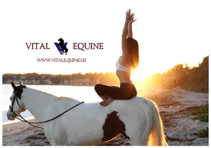 Vital Equine Holistic Veterinary Medicine Picture 3