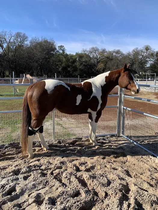 Vital Equine Holistic Veterinary Medicine Picture 6