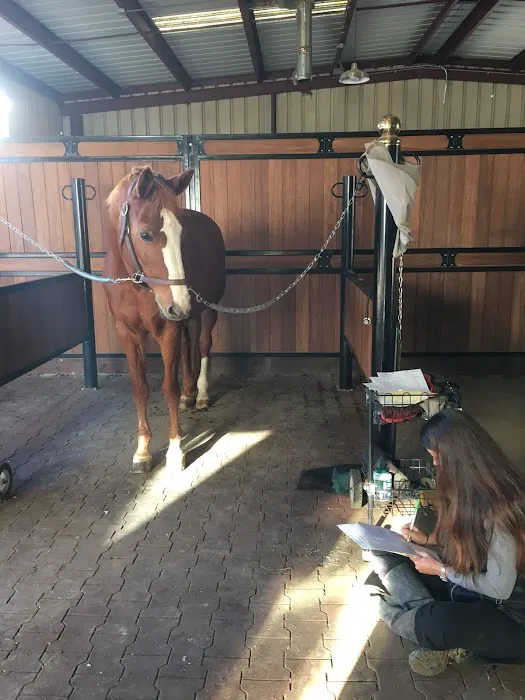 Vital Equine Holistic Veterinary Medicine Picture 8
