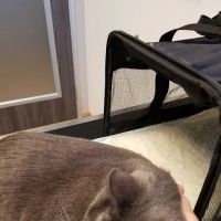Paws & Claws Veterinary Hospital & Mobile Vet ico